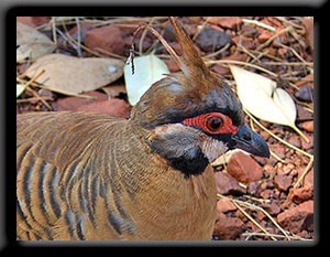 Red-bellied Spinifex Pigeon