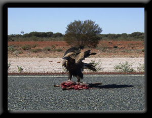 Wedge-tailed Eagles
