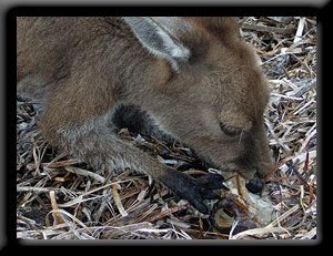 Kangaroo eating Fish Head.