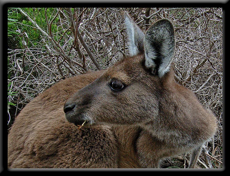 http://www.gdaywa.com/animals/kangaroo/750/29.jpg