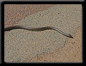 Gwardar - Western Brown Snake