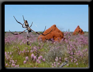 Spider and Termite Mounds