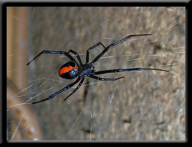 Spiders In Western Australia Information And Great Photographs