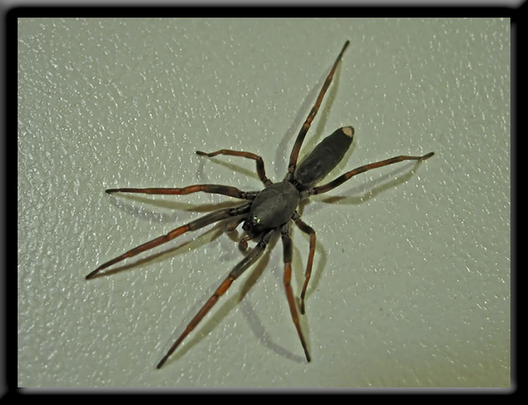 Spiders In Western Australia Information And Great Photographs